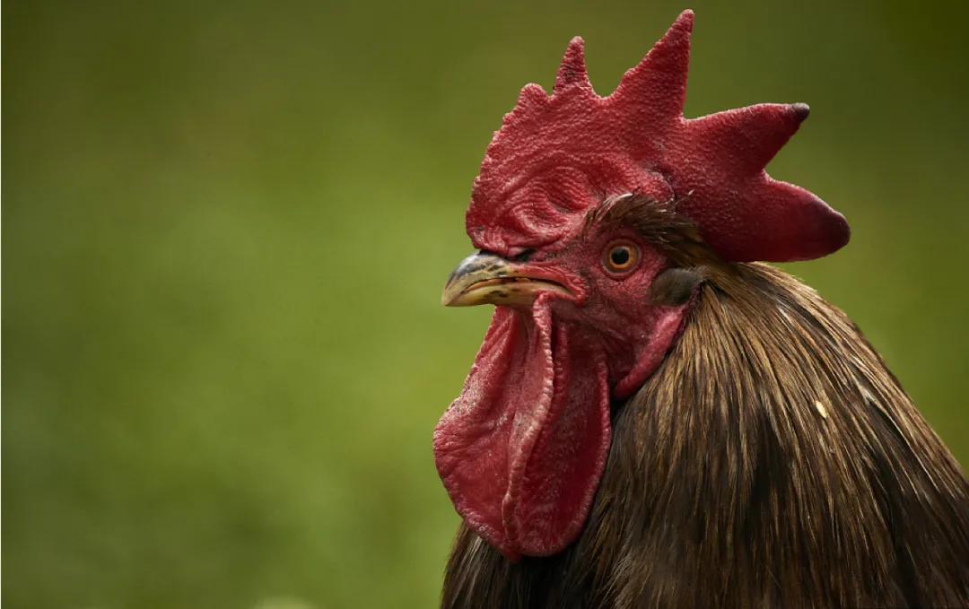 一张名片上印多个品牌logo,一张图片一个大字