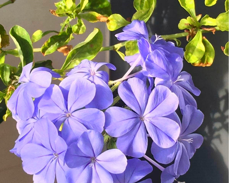 有哪些花不怕晒又耐寒,冬天最耐寒不怕冻的花