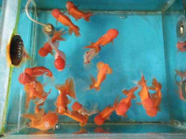 小鱼缸养金鱼的正确方法,想要养好小金鱼怎么办