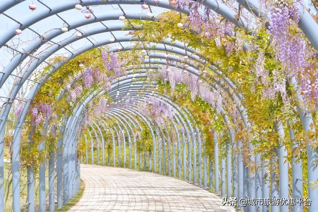 紫藤挂云木花蔓宜阳春下一句,紫藤挂云木花蔓宜阳春整首诗