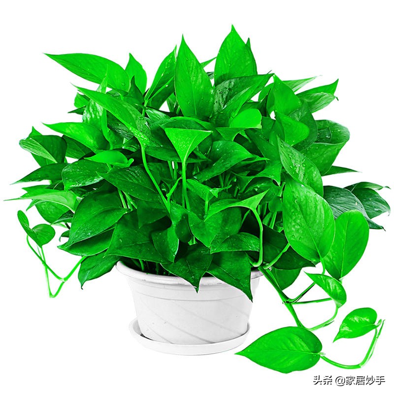 绿萝开始有黄叶了怎么处理,绿萝黄叶的原因和解决方法