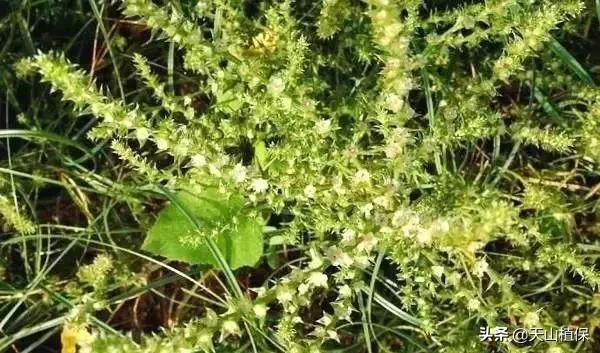 野外发现珍贵的植物千万要注意,新疆南疆常见荒漠野生植物