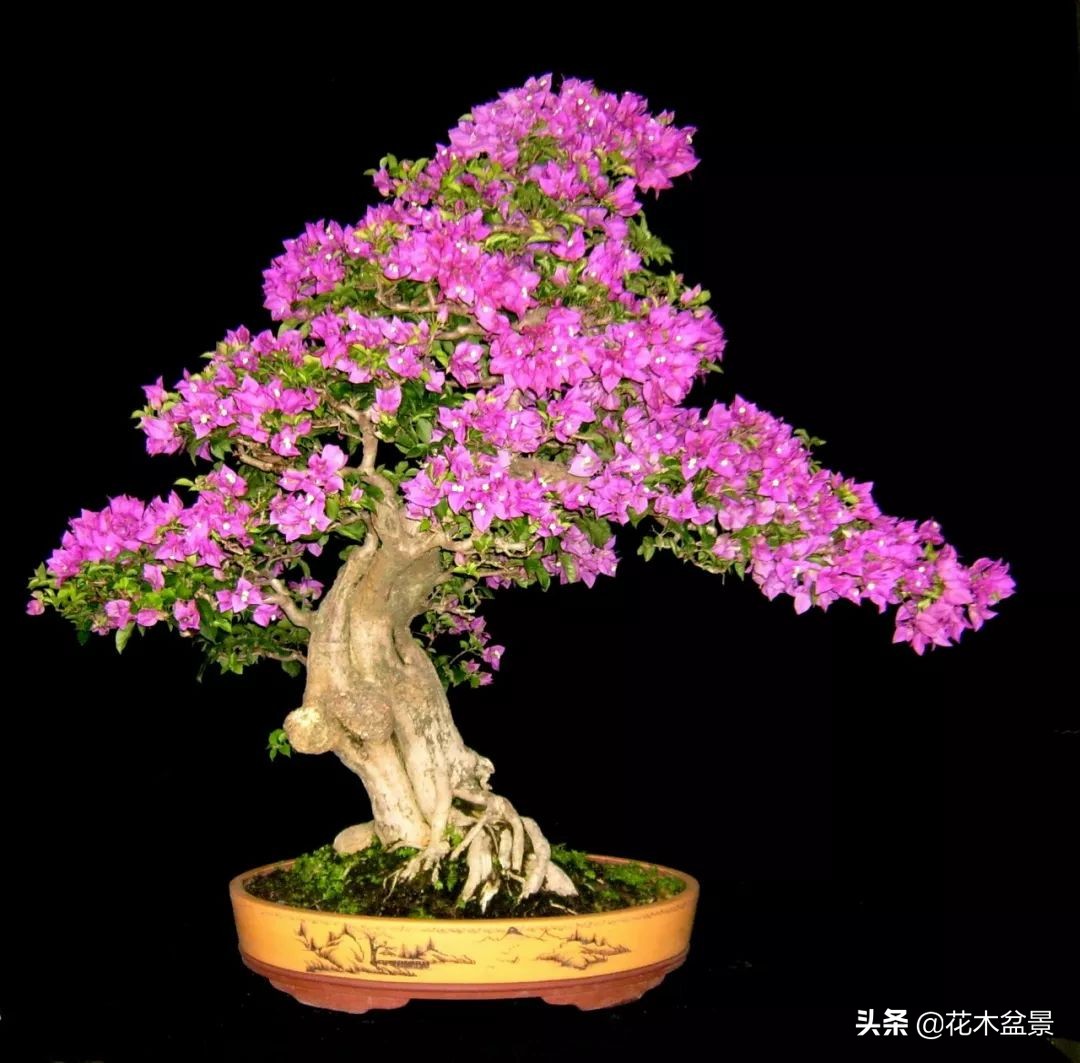 茶桌上养什么盆景植物,最好养的盆景植物推荐