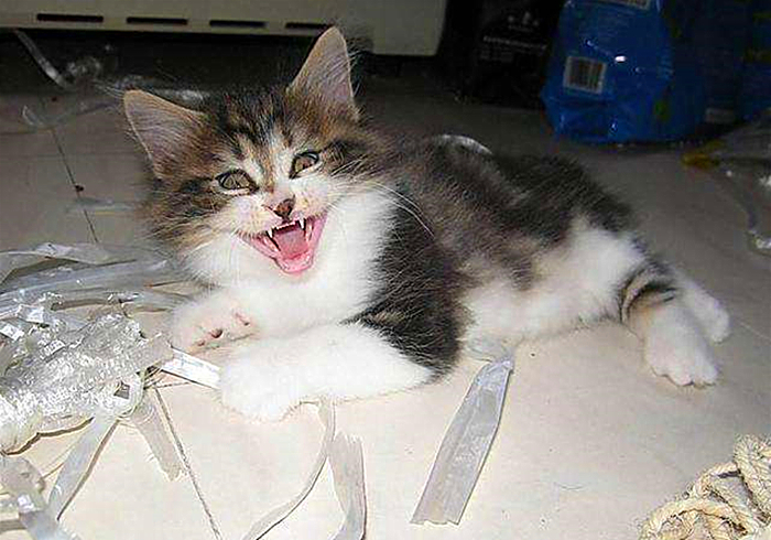 猫咪闹脾气绝非小事，轻视猫咪的情绪会有严重后果，伤猫又伤己