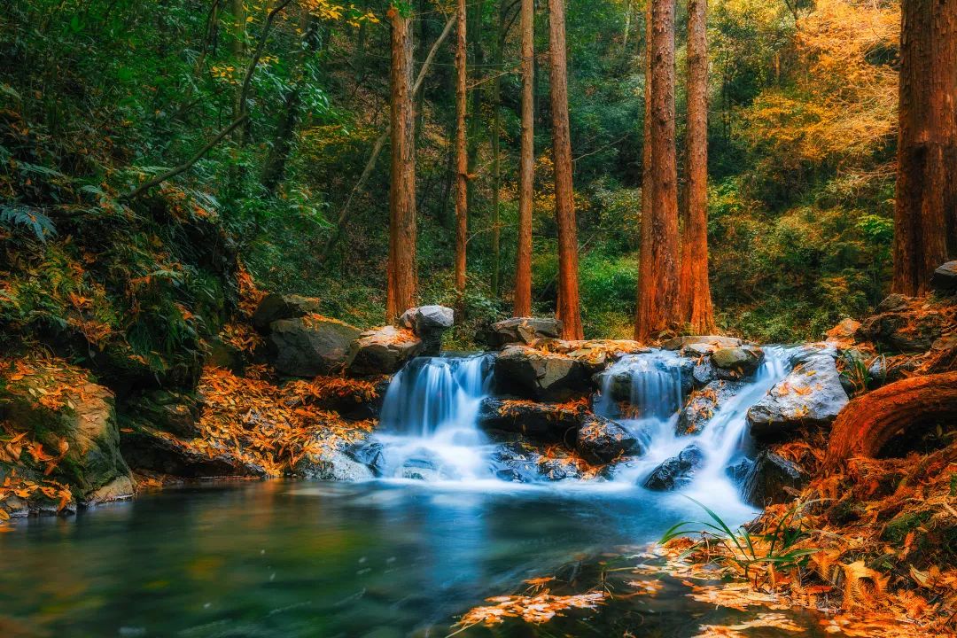 漫天香氛醉人~杭州的秋天从不让人失望!13个地方,秒出大片