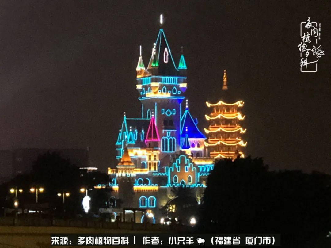 多肉像葡萄一样,多肉像铃兰一样