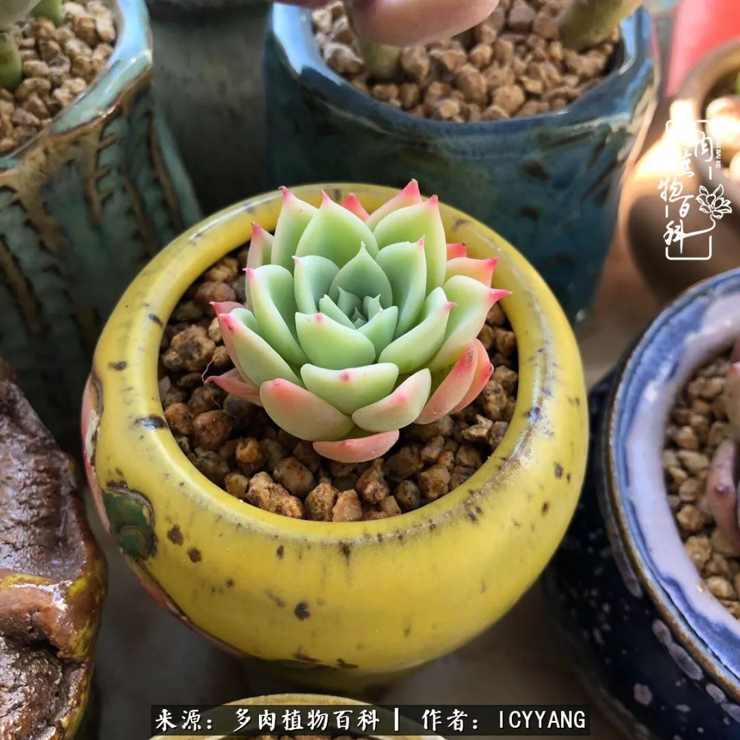 多肉隔着玻璃晒太阳效果好吗,隔着玻璃养的多肉照样长得好