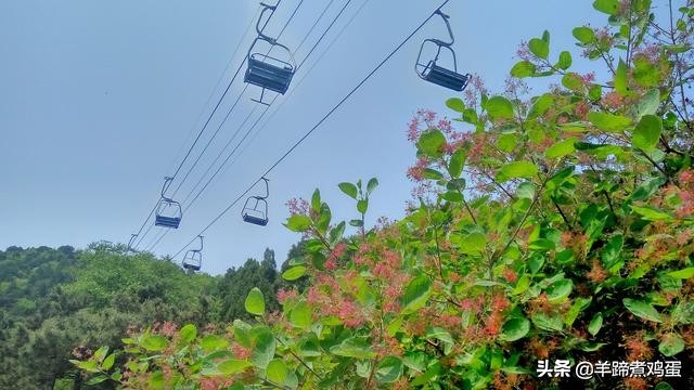 游玩北京香山公园之行,7月的北京香山公园图片