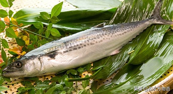 椴呴奔鍒嗛矏椴呰繕鏈夊暐,椴呴奔濂藉悆杩樻槸椴愰矃