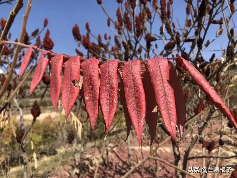 立冬自然风景,立冬雪景山水风景视频