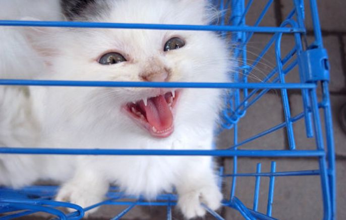 养猫技巧猫咪生活小常识猫咪饮食,如何让猫咪作息时间跟铲屎官一致