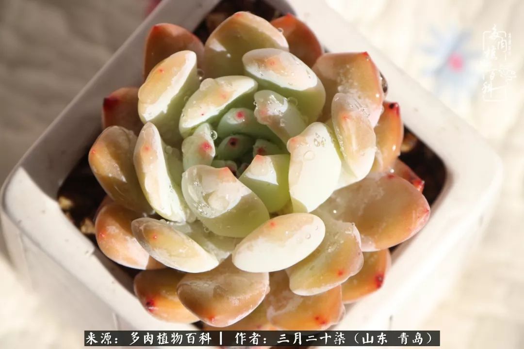 有多肉，有狗狗，给生活多一点惊喜