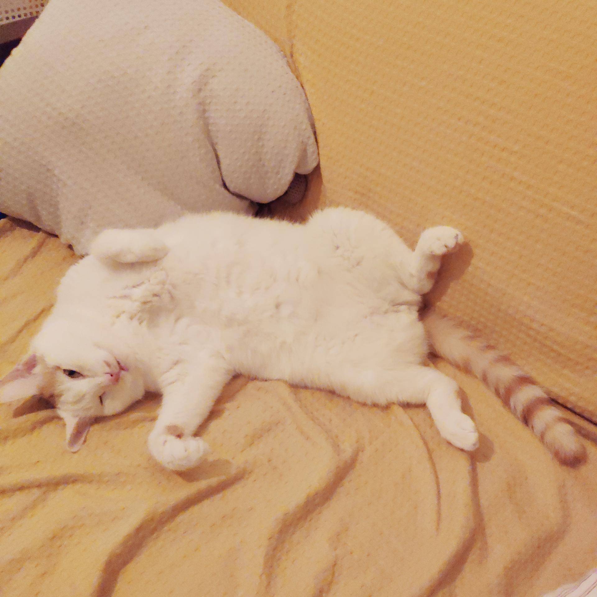 猫撸毛的工具,去猫毛神器推荐实测有效第一