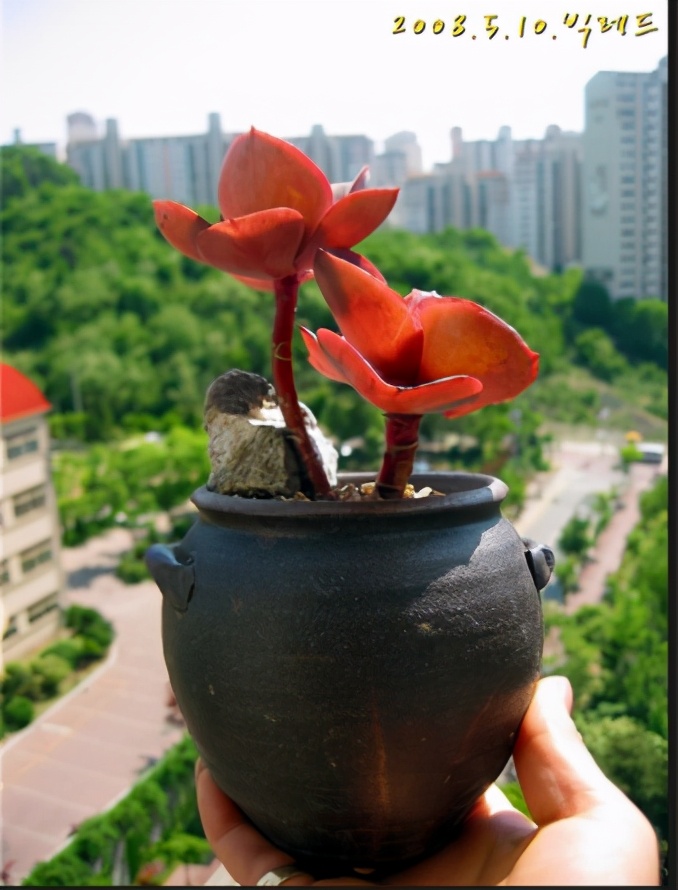 韩国多肉大全图片,多肉公主的图片