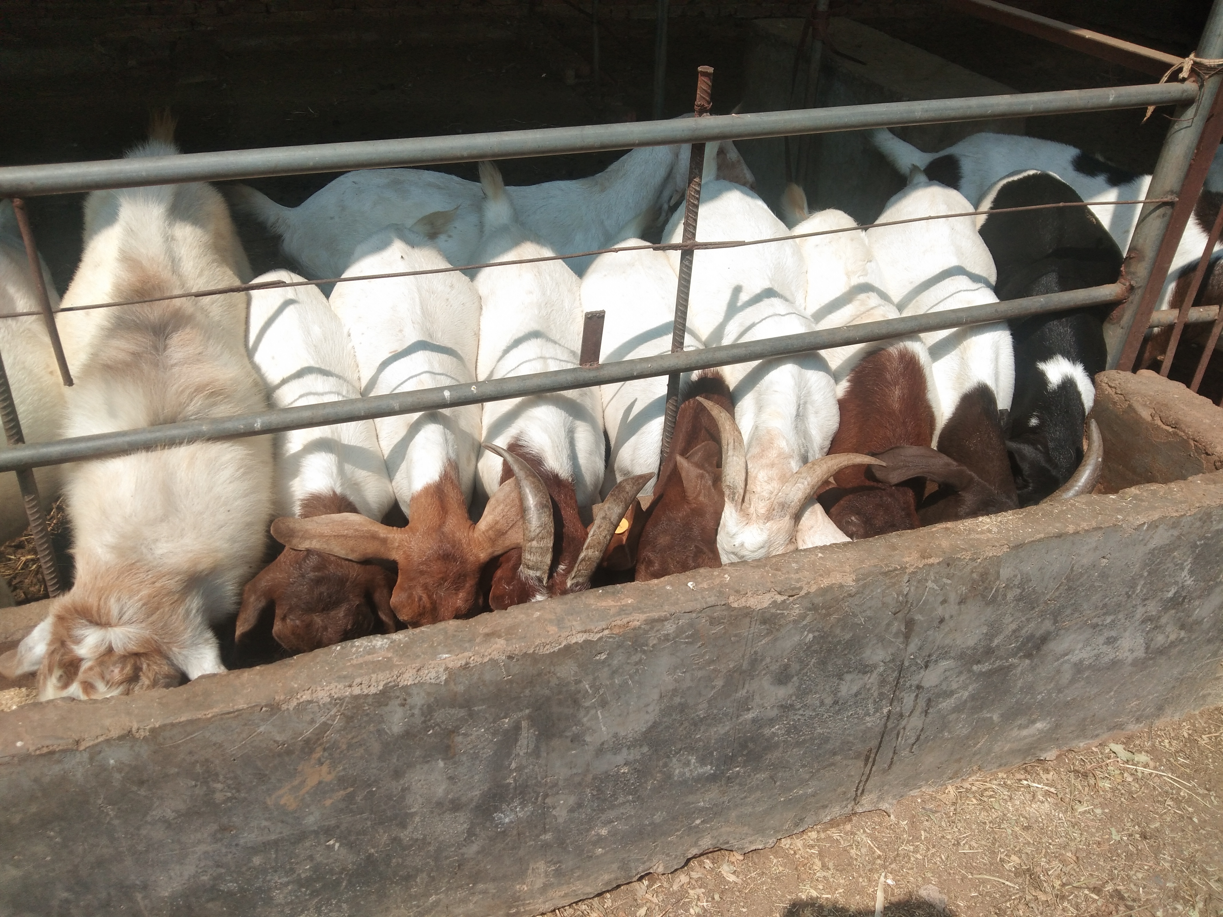 玉米怎么喂羊才合理,玉米喂羊配方视频