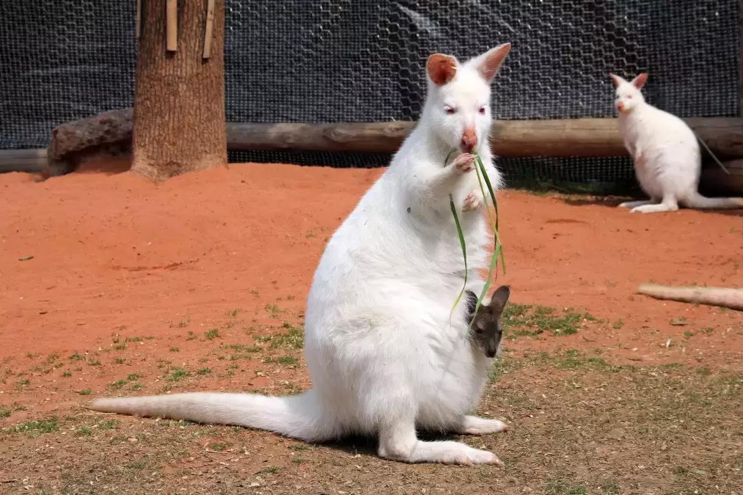 袋鼠界的“白雪公主”,近日找不到孩子他爸了……
