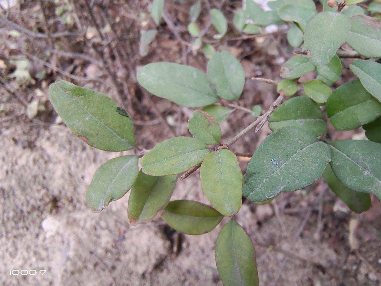 iqoo7传奇版和普通的有什么区别,iqoo7传奇版和普通版的有区别吗