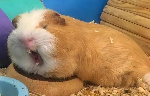 天竺鼠惊吓,天竺鼠害怕会死掉吗