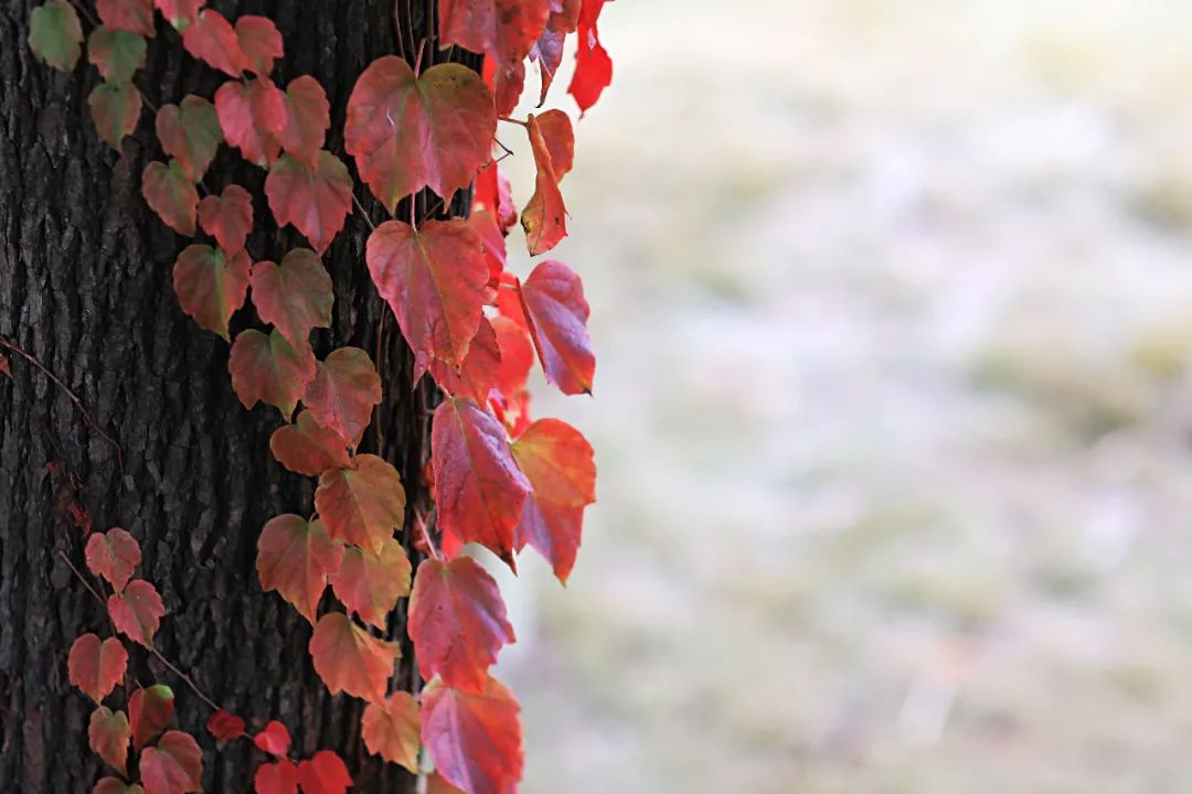 闃虫緞婀栨矙瀹舵禍鐖婇浮,涓轰簡澶ч椄锜规潵鍒伴槼婢勬箹