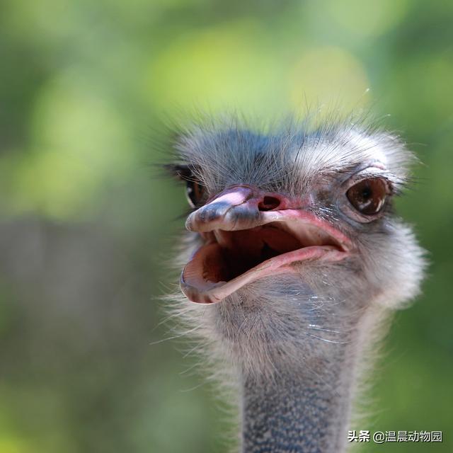 鸵鸟把头埋进沙子的原因,鸵鸟是不是真的很胆小