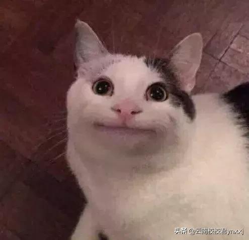 估分四六级,四六级分数线分布