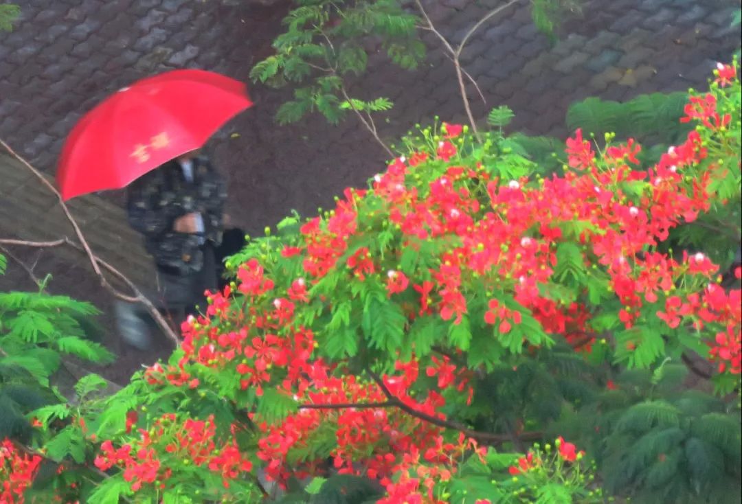 毕业季的凤凰花和栀子花,毕业季凤凰花开的时候