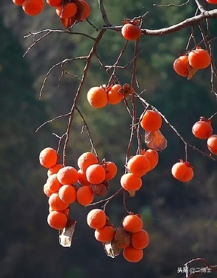 赠人玫瑰，手留余香，农民朋友送出柿子，得到的回报满满