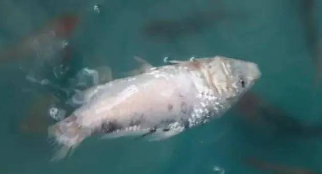 水霉病爆发条件,哪些鱼容易感染水霉