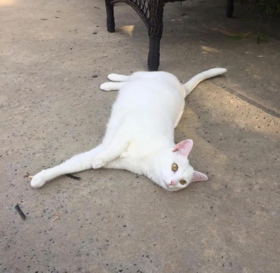 被救助的猫咪小胖胖,猫咪被罐头盒困了