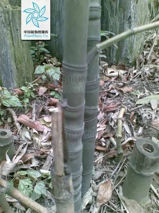 26种竹子大全,26种竹子的特别之处