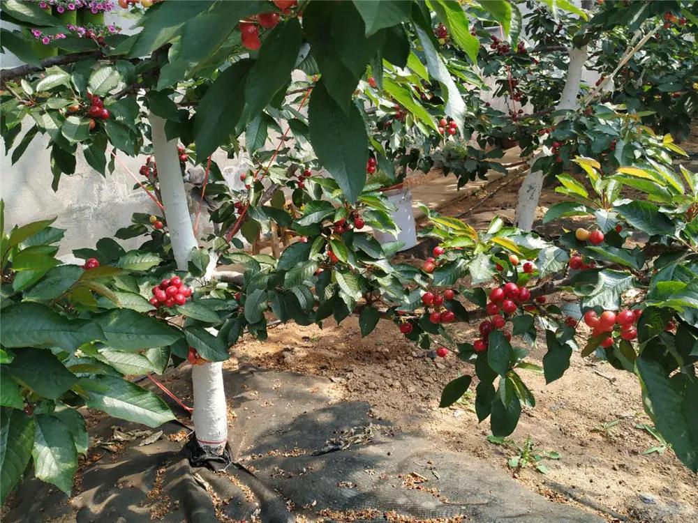 文登区葛家镇：现代高效农业播“绿”成“金”