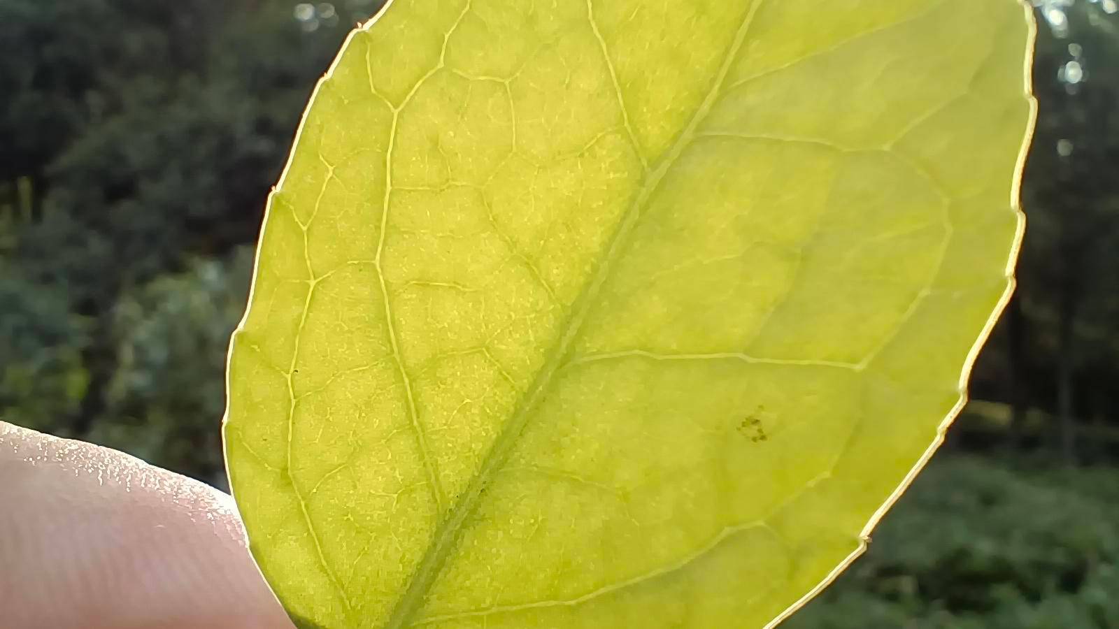 vivos7e是5g手机吗,vivos7e手机可以用5g吗