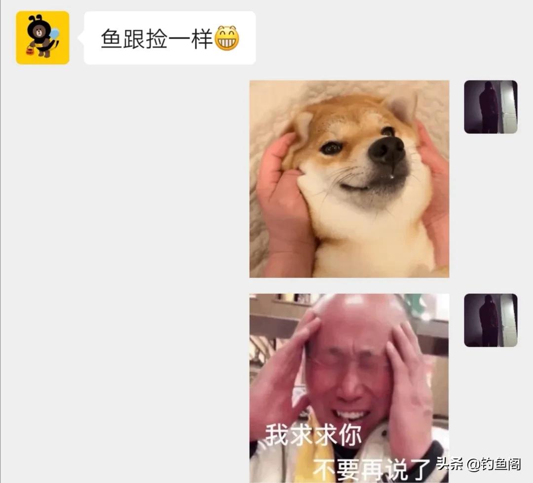 嫩玉米钓鲤鱼会降低鲤鱼警惕性吗,鲤鱼可以用玉米钓了吗