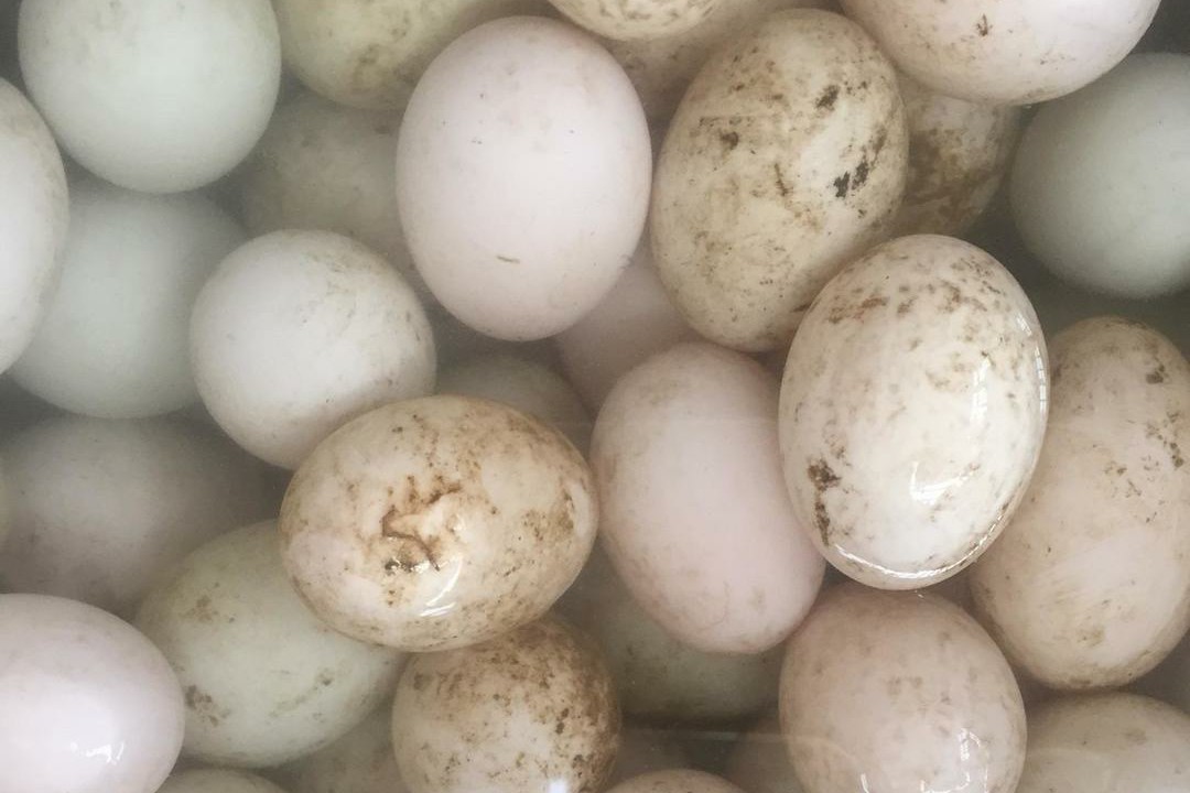 黄泥土腌咸鸭蛋怎么腌,腌咸鸭蛋土腌方法