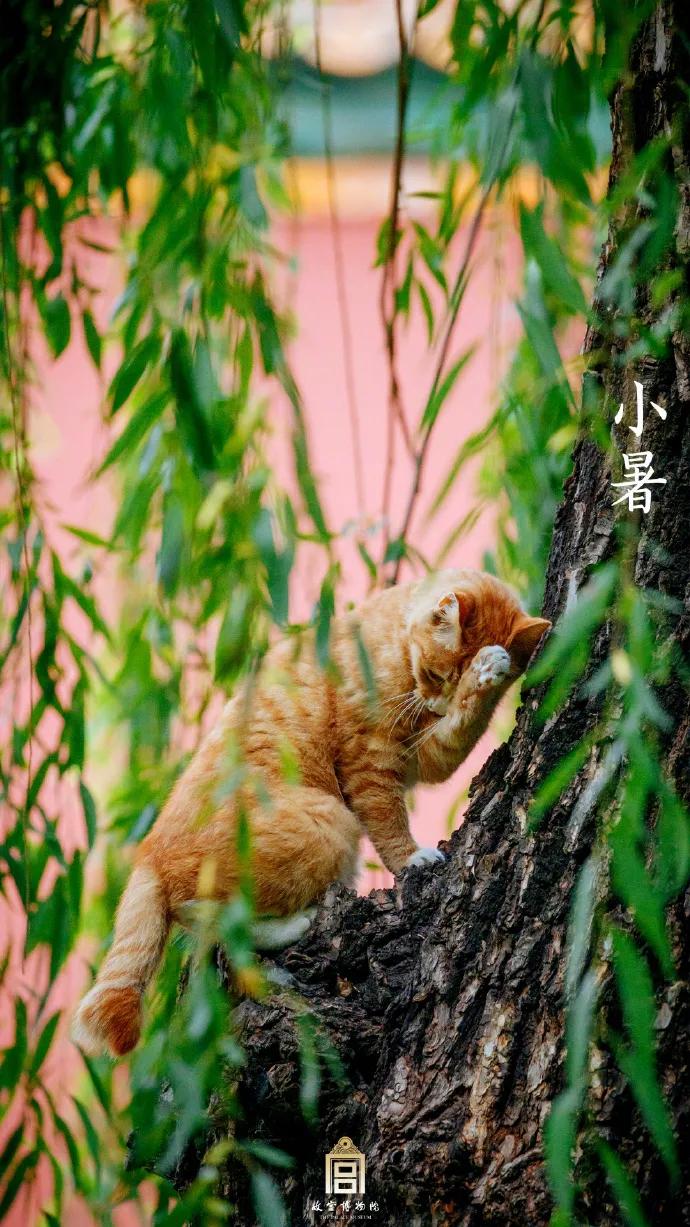 2021小暑品牌借势海报盘点，李子柒这次不灵了？