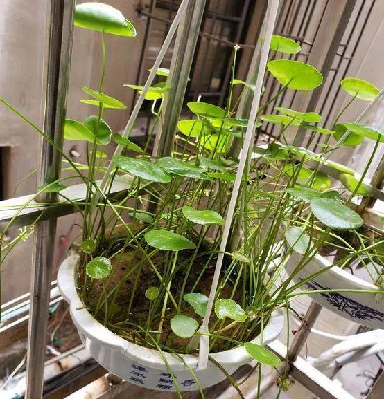 铜钱草养成吊兰怎么回事,吊兰黄叶怎么办用什么肥料