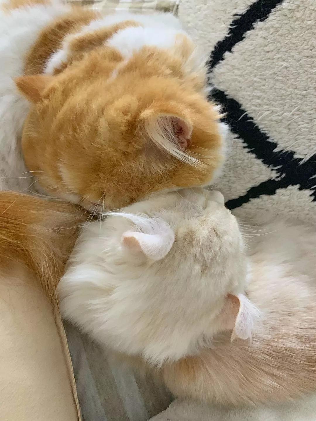 两只猫感情好不亲主人,两只猫感情好