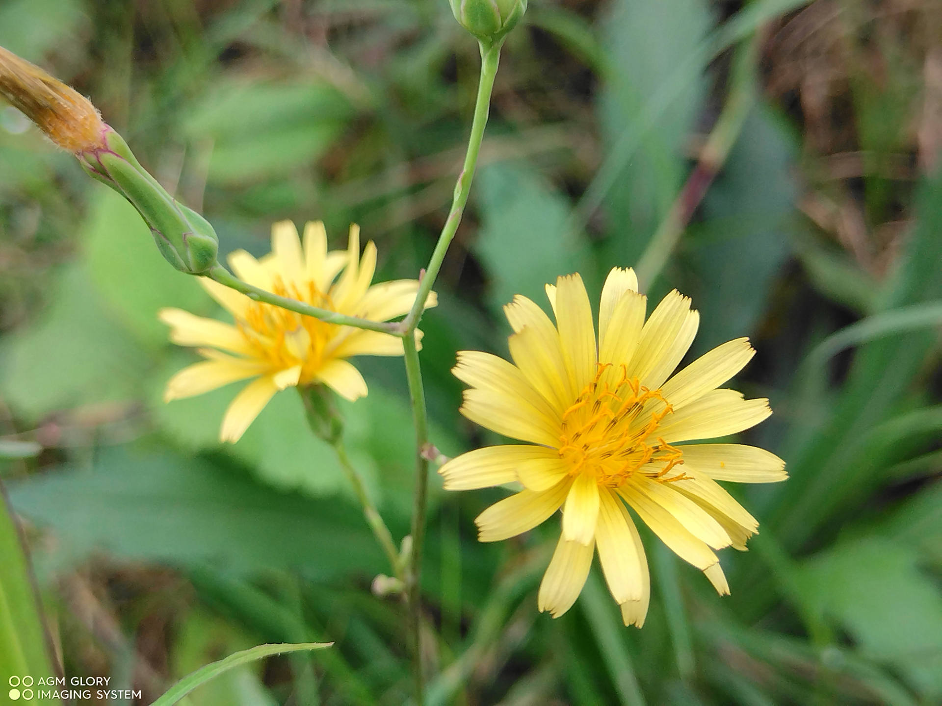 agmg1pro手机值得买吗,agmg1pro