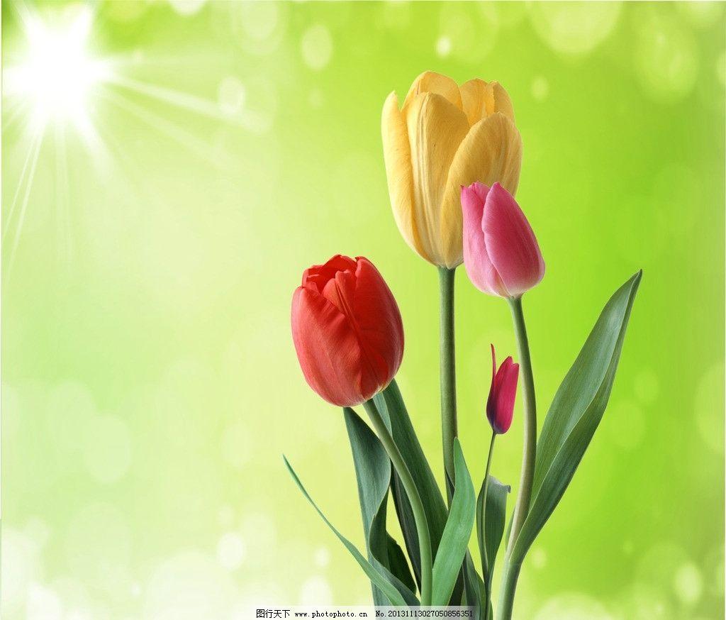 用郁金香表白语录,关于郁金香表白的浪漫句子