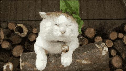 北方干冷vs南方湿冷究竟哪家强,南方vs北方哪个地方冷