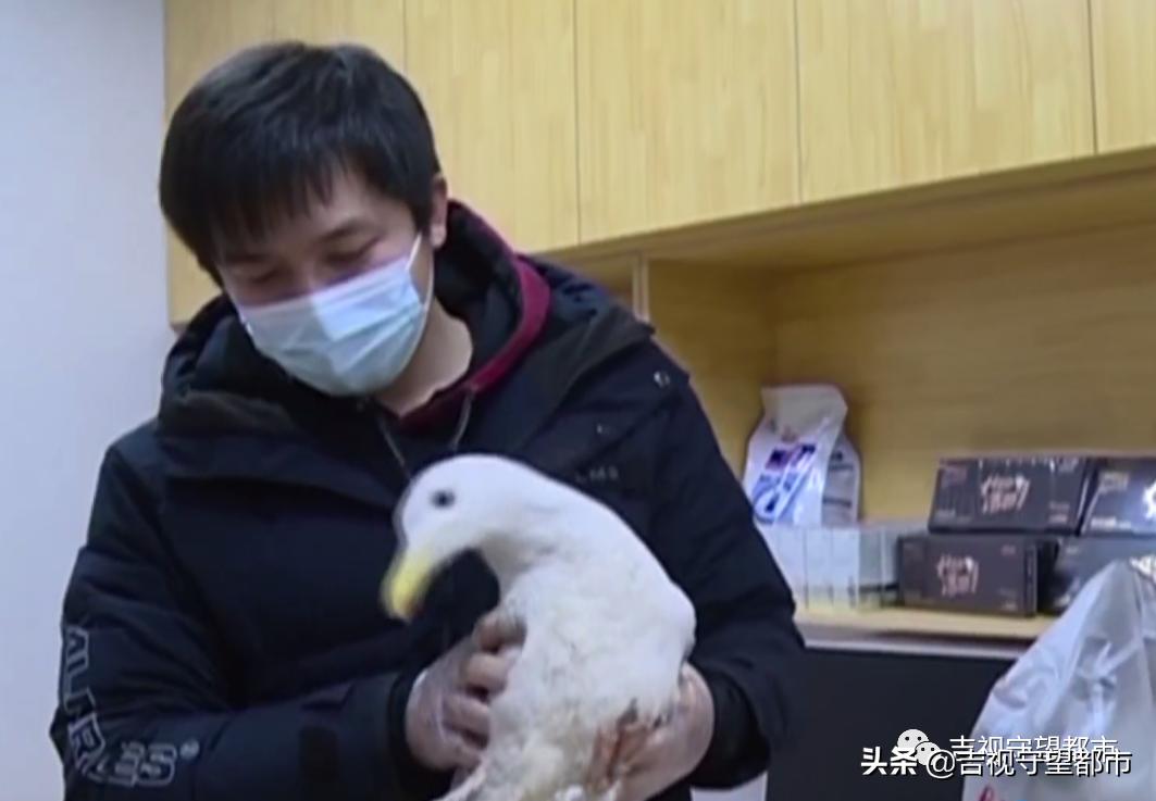 野生银鸥腿骨折，医生手术治疗