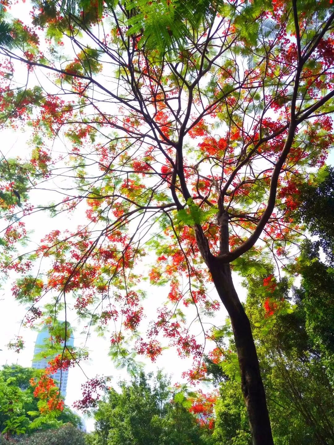 毕业季的凤凰花和栀子花,毕业季凤凰花开的时候