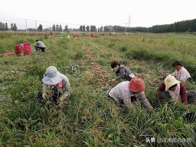 洋葱烂根软腐用啥药最好,洋葱苗期根腐病用什么药