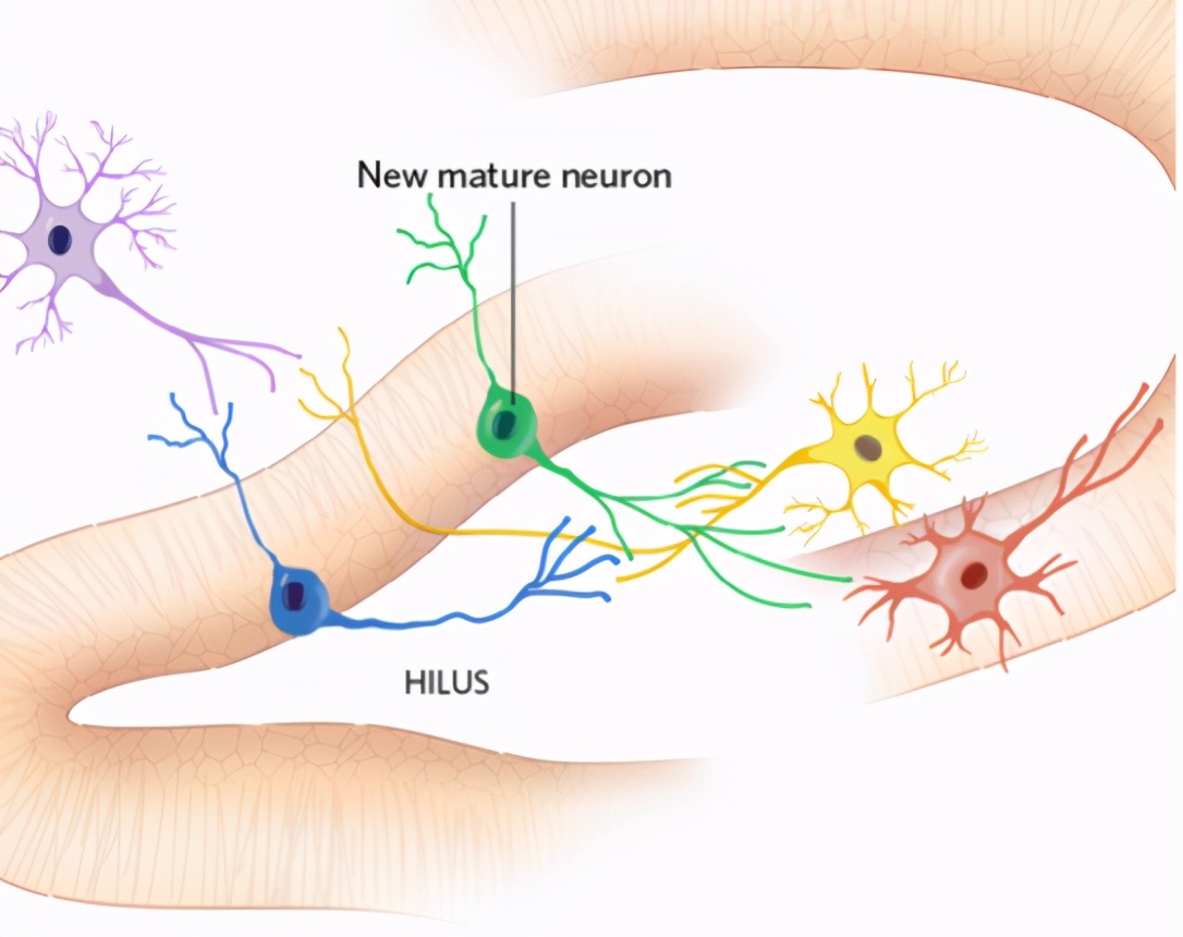 成人大脑神经元视频,人体大脑神经元有多少