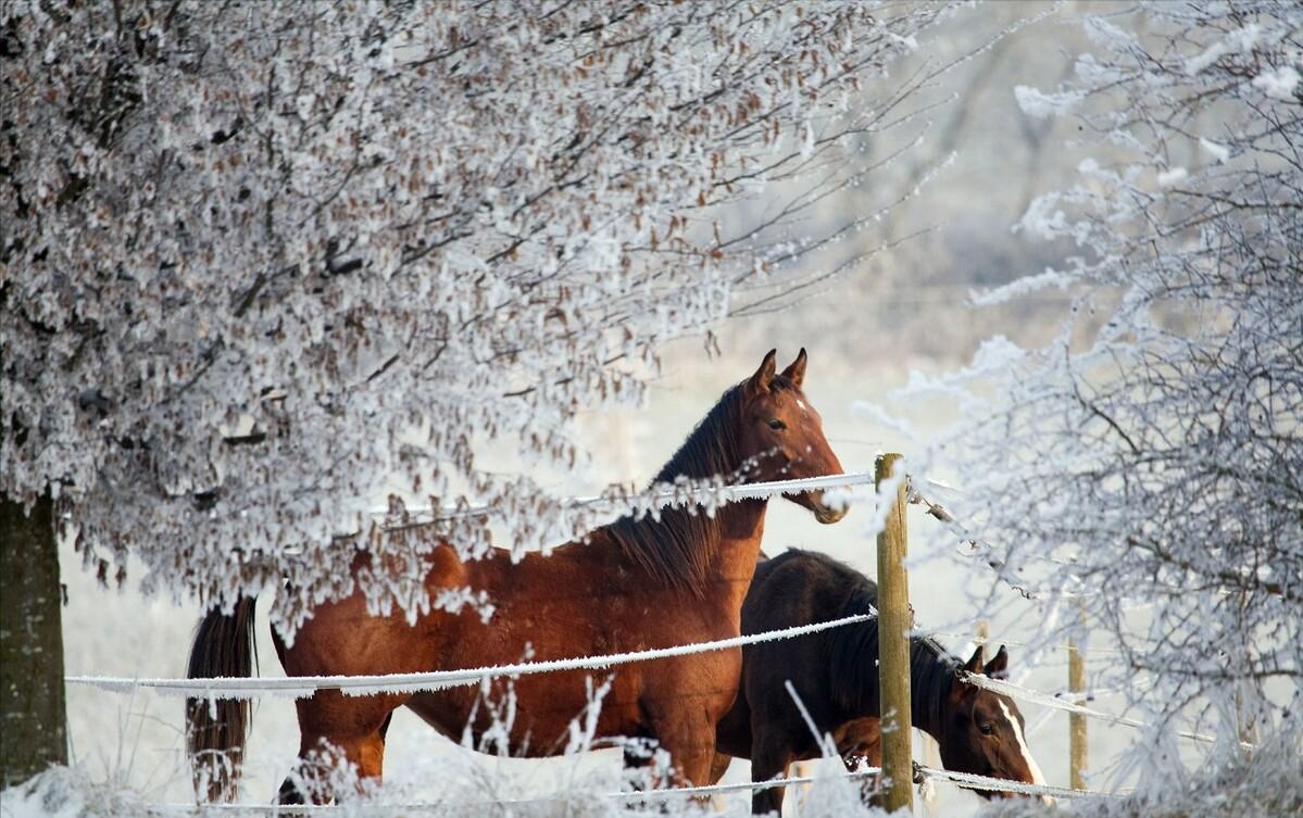 养驴发家致富能人,矿山老板致富项目