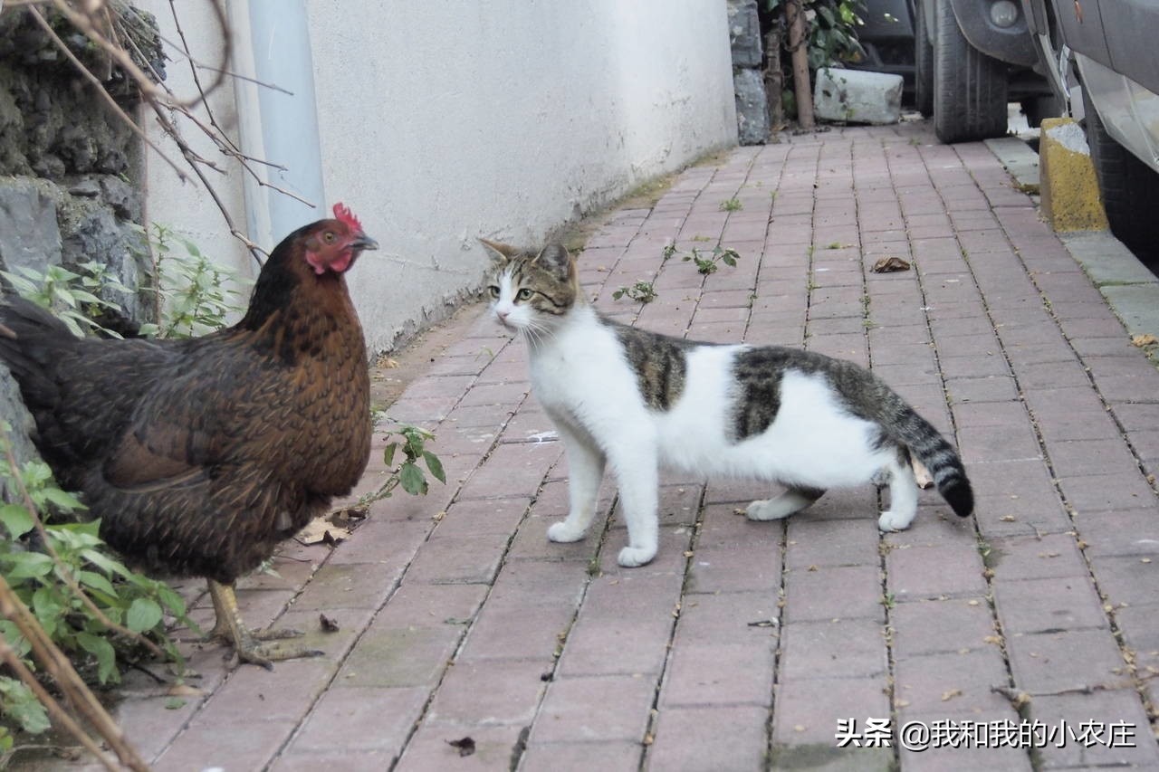 养了几只鸡怎么防黄鼠狼,鸡窝怎么防黄鼠狼防猫