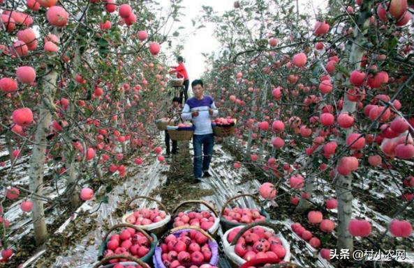 55到65岁在农村能创业什么项目,2021最有前景的10个农村创业点子