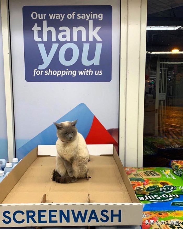 30只模样太霸气「比老板更像老板」的可爱店喵