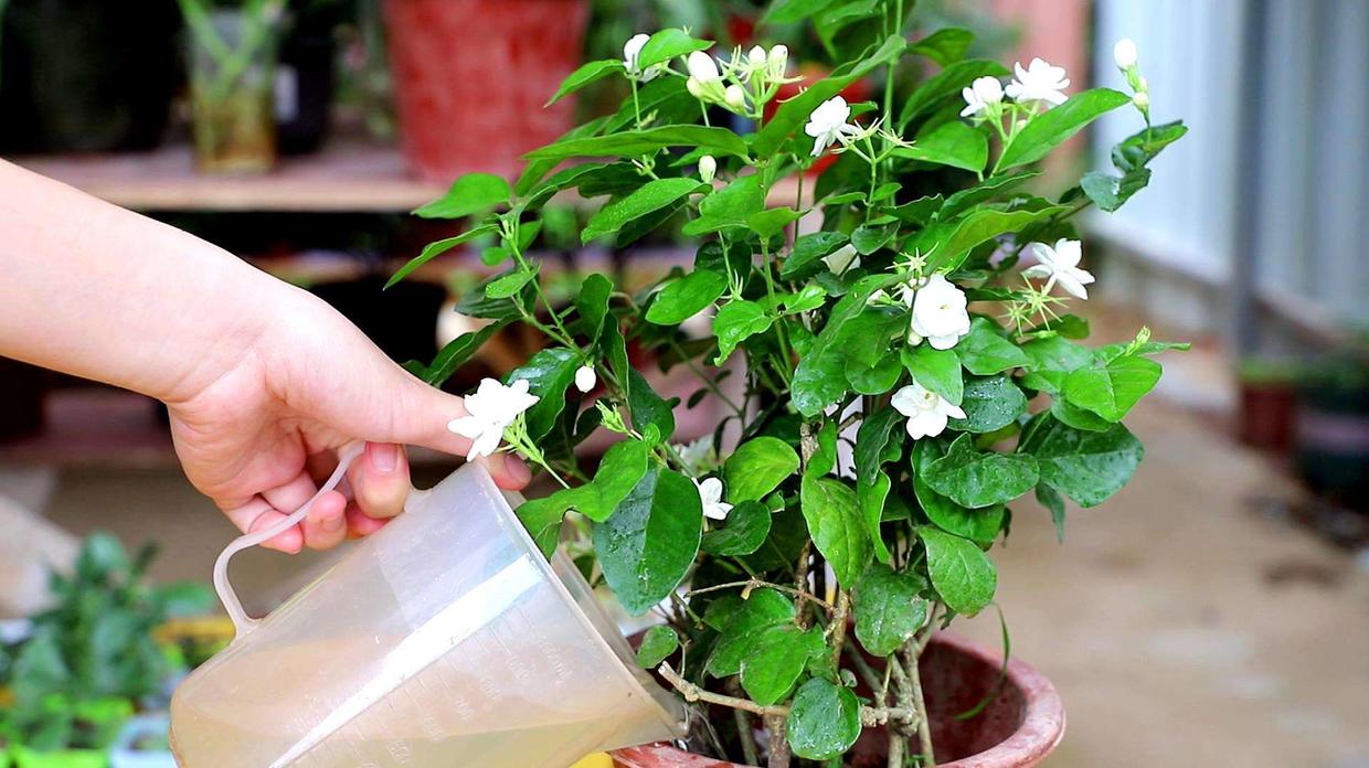 花肥只是辅助作用,花肥用有机肥好吗