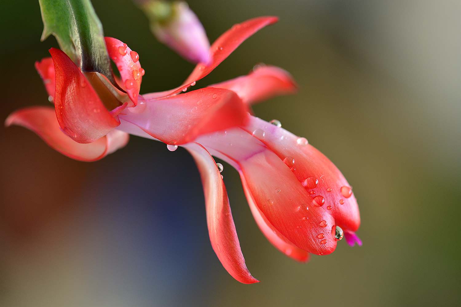 蟹爪兰如何养根才能不烂,蟹爪兰夏季烂根怎么救活